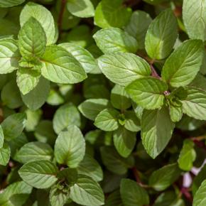 Mandarinen-Minze Pflanze