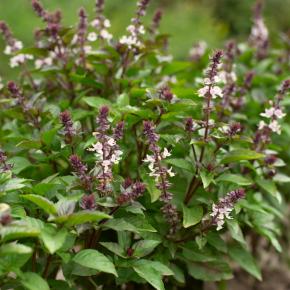 Thai-Basilikum Pflanze