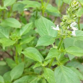 Vanille-Basilikum Pflanze