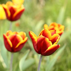 Triumph-Tulpe Abu Hassan