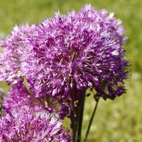Zierlauch Purple Sensation