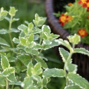 Ananas-Minze Pflanze