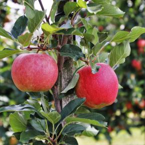 Säulenapfel  Ginover