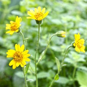 Arnika  Arnica chamissonis Pflanze