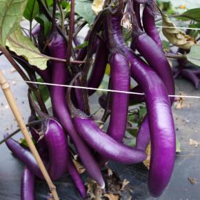 Aubergine Tarim