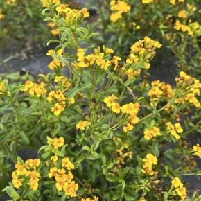 Aztekische Würztagetes Sweet Mace