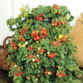 Balkontomate Cherrytomate Bajaja