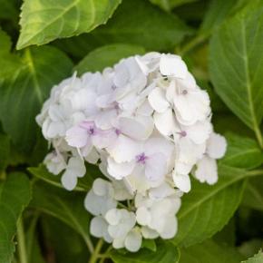 Bauernhortensie White Ball