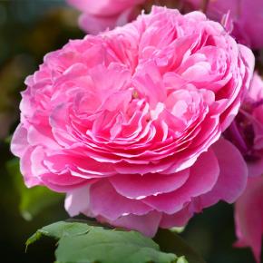 Beetrose Theo Clevers