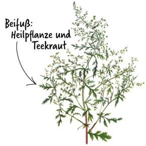 Einjähriger Beifuß