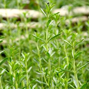 Bergbohnenkraut Pflanze