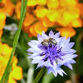 Bienenweide Blumen und Kräuter