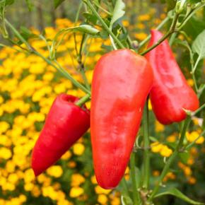 Paprika Roter Augsburger Pflanze