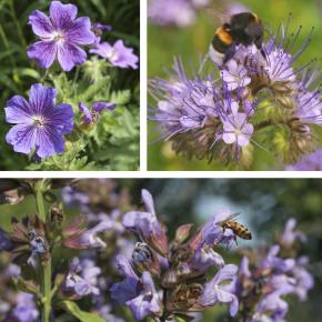 Blühmischung Bienenproviant