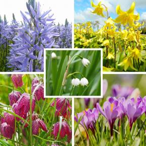 Blumenzwiebelmix für Halbschatten