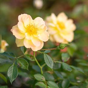 Bodendeckerrose Bienenweide gelb
