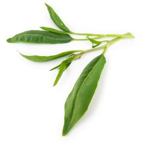 Pfefferkraut Pflanze