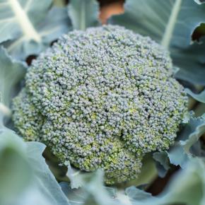 Broccoli Rasmus