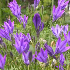 Mini-Agapanthus Corrina