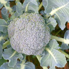 Broccoli Floris