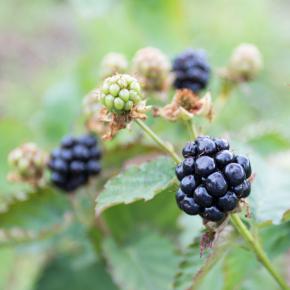 Brombeere Little Black Prince