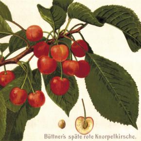 Büttners Rote Knorpelkirsche
