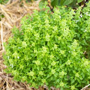 Buschbasilikum Pflanze