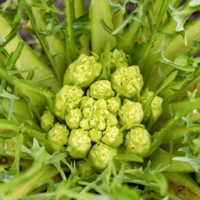 Blattzichorie Catalogna Puntarelle di Galatina