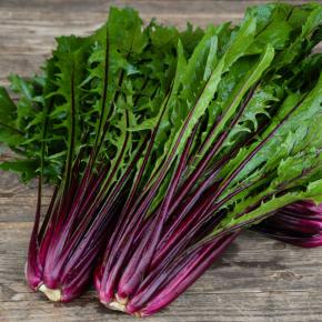 Blattzichorie Catalogna Rossa Italia