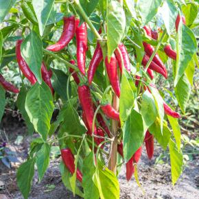 Chili De Cayenne Pflanze