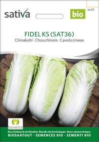 Chinakohl Fidel KS (ehemals:Auslese)