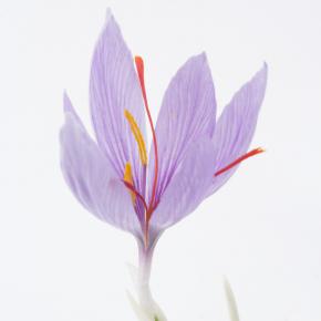 Safrankrokus