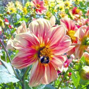 Garten-Dahlie Mignon