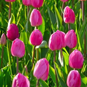 Darwin-Hybrid-Tulpe Big Love