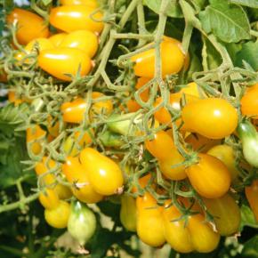Tomate Dattelwein Pflanze