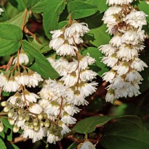 Maiblumenstrauch Plena