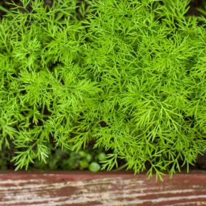 Dill Thalia Pflanze