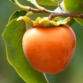 Kakibaum Rojo Brillante