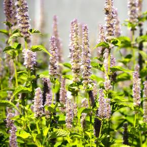 Duftnessel Korean Zest Pflanze