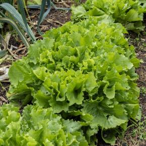 Endiviensalat Bubikopf 2