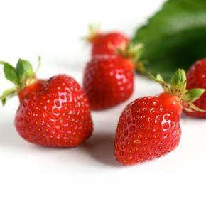 Erdbeerpflanze<br>Polka