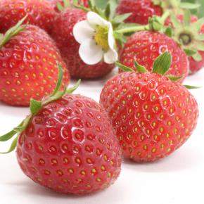 Erdbeerpflanze<br>Senga® Sengana®