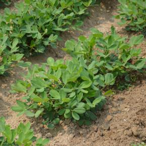 Erdnuss Mandala Pflanze