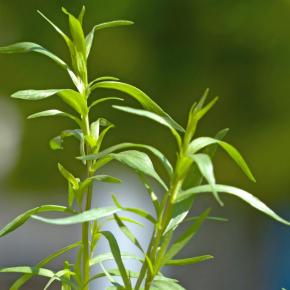 Thüringer Estragon Pflanze