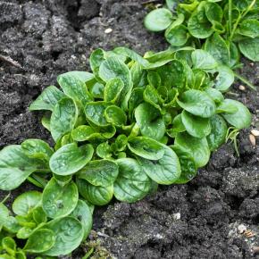 Feldsalat Dunkelgrüner Vollherziger