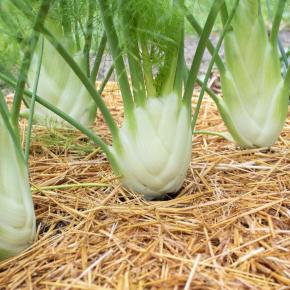Fenchel Finale Pflanze
