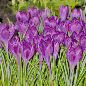 Großblütiger Krokus Flower Record