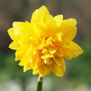 Gefüllte Narzisse Tête Rosette, Pflanze