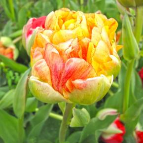 Gefüllte späte Tulpe Gudoshnik Double