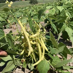 Buschbohne Golden Teepee
